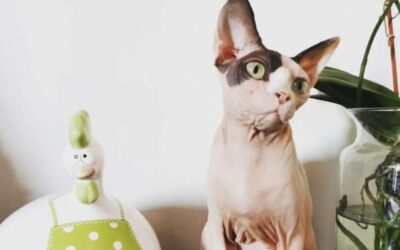 Allevamento Sphynx. Tutto quello che devi sapere su questa razza speciale